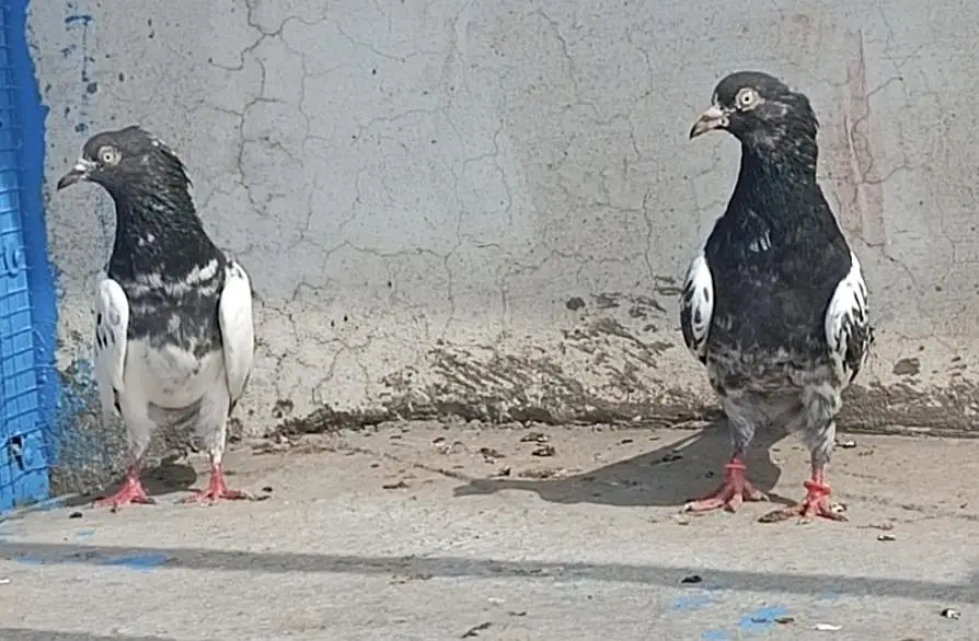 All breeder setup for sale pigeon kabutar 03129882759 — photo 2