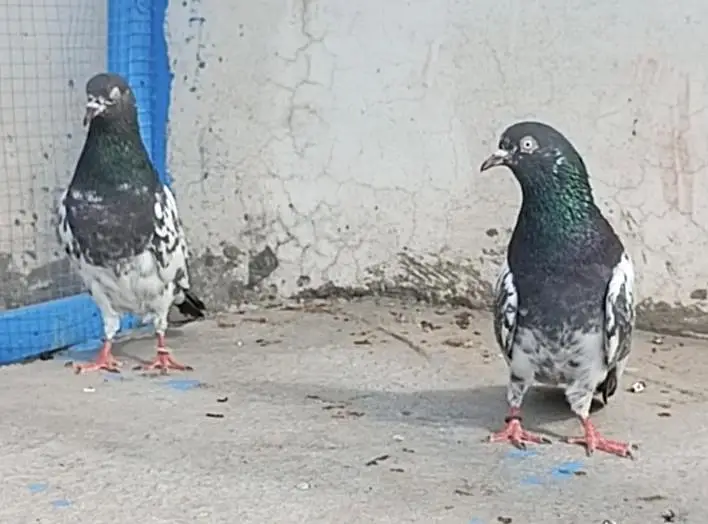 All breeder setup for sale pigeon kabutar 03129882759 — photo 3