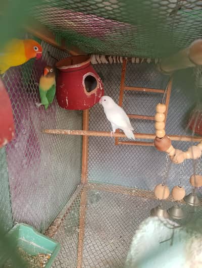 Lovebird /  6 Pair Fischer Love Birds + 1 Pair Australian Budgies