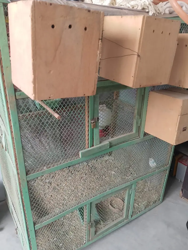 Lovebird /  6 Pair Fischer Love Birds + 1 Pair Australian Budgies — photo 3