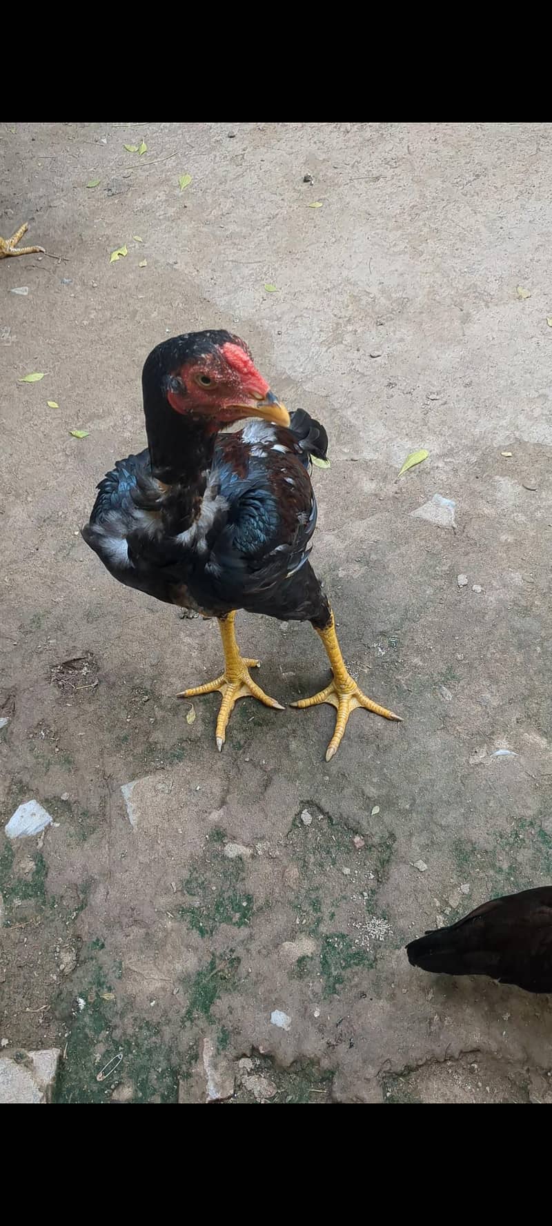 Aseel patha 2