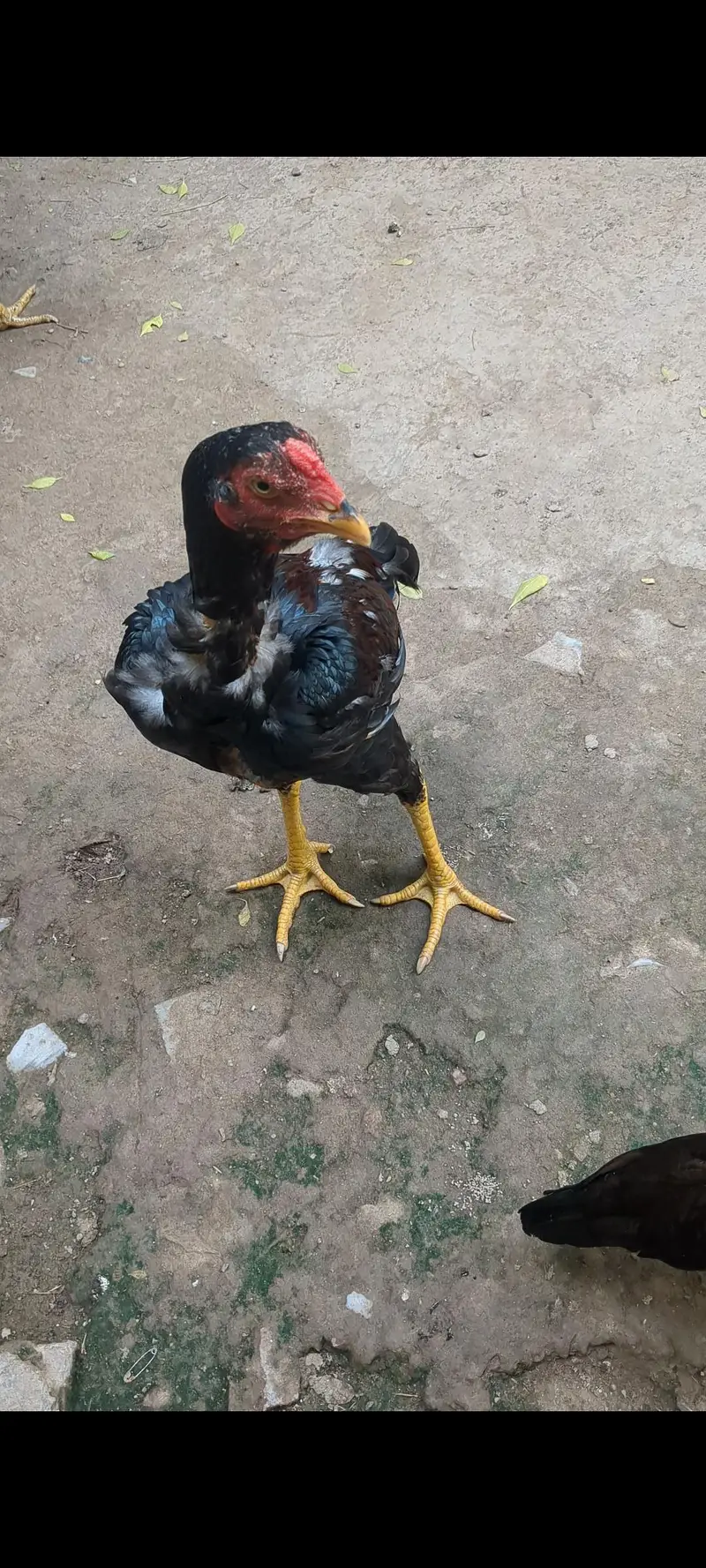 Aseel patha — photo 3