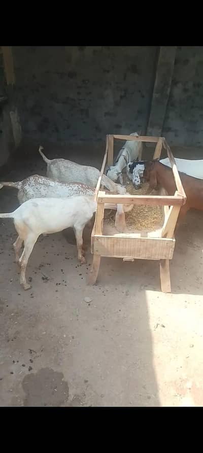 3 Makhi Cheeny Male Kids Available