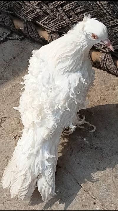 Quality Frill Male Patha For Sale