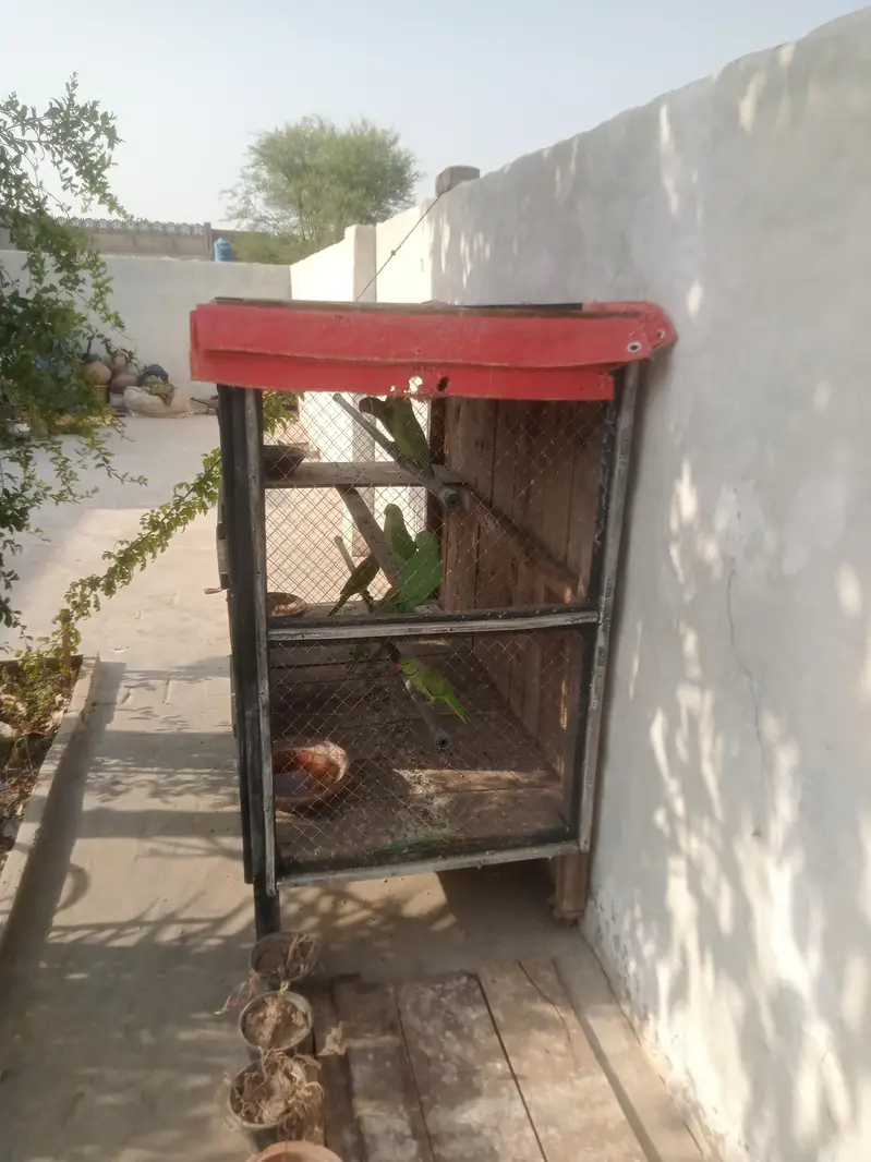 parrot 3 pair for sale — photo 2