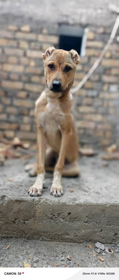 Afghan Kuchi