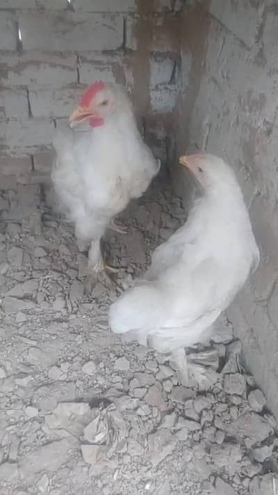 white heavy or black heavy