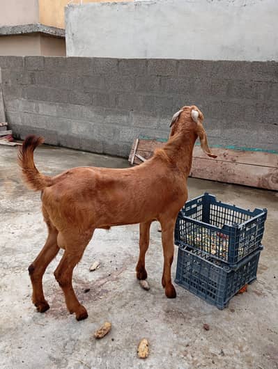 Donda Bakra