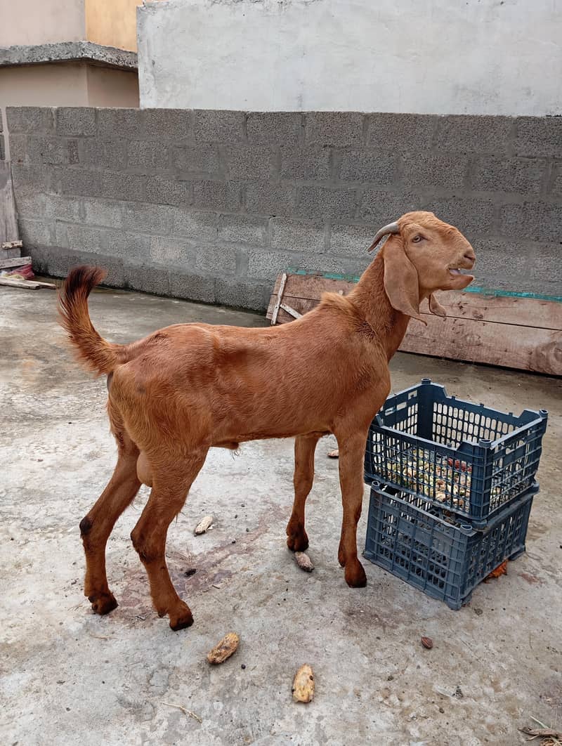 Donda Bakra 1