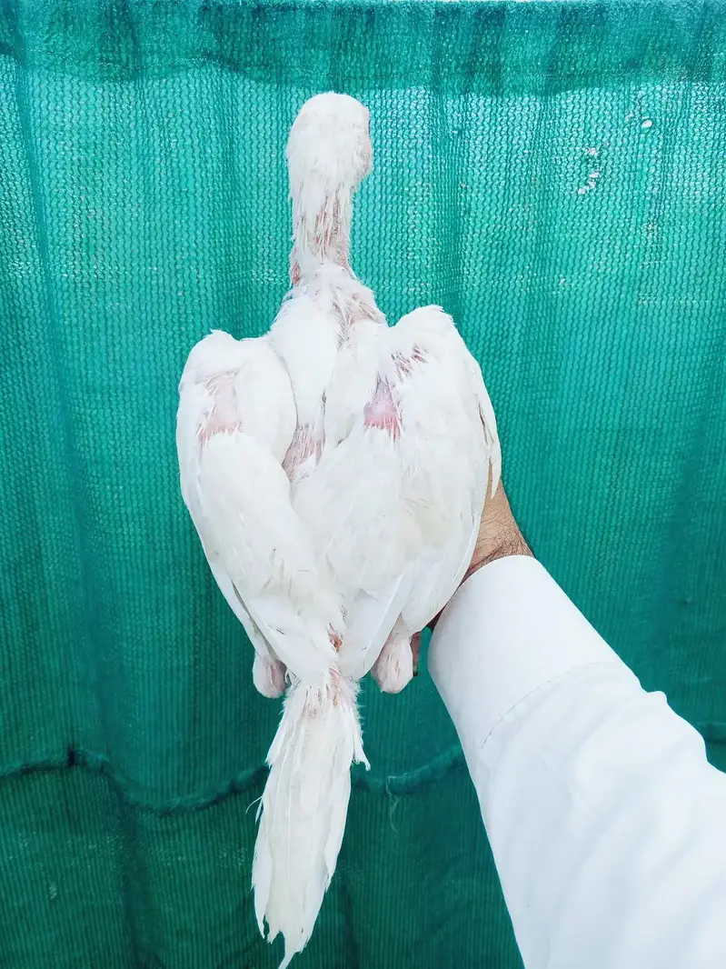 Heera aseel — photo 5