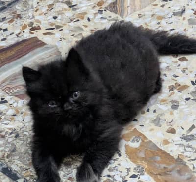 Two Female Persian Cats RS 12000/- Both