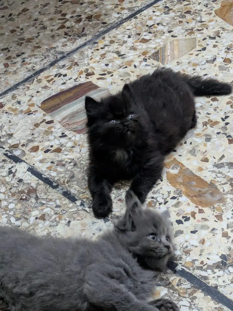 Two Female Persian Cats RS 12000/- Both — photo 3