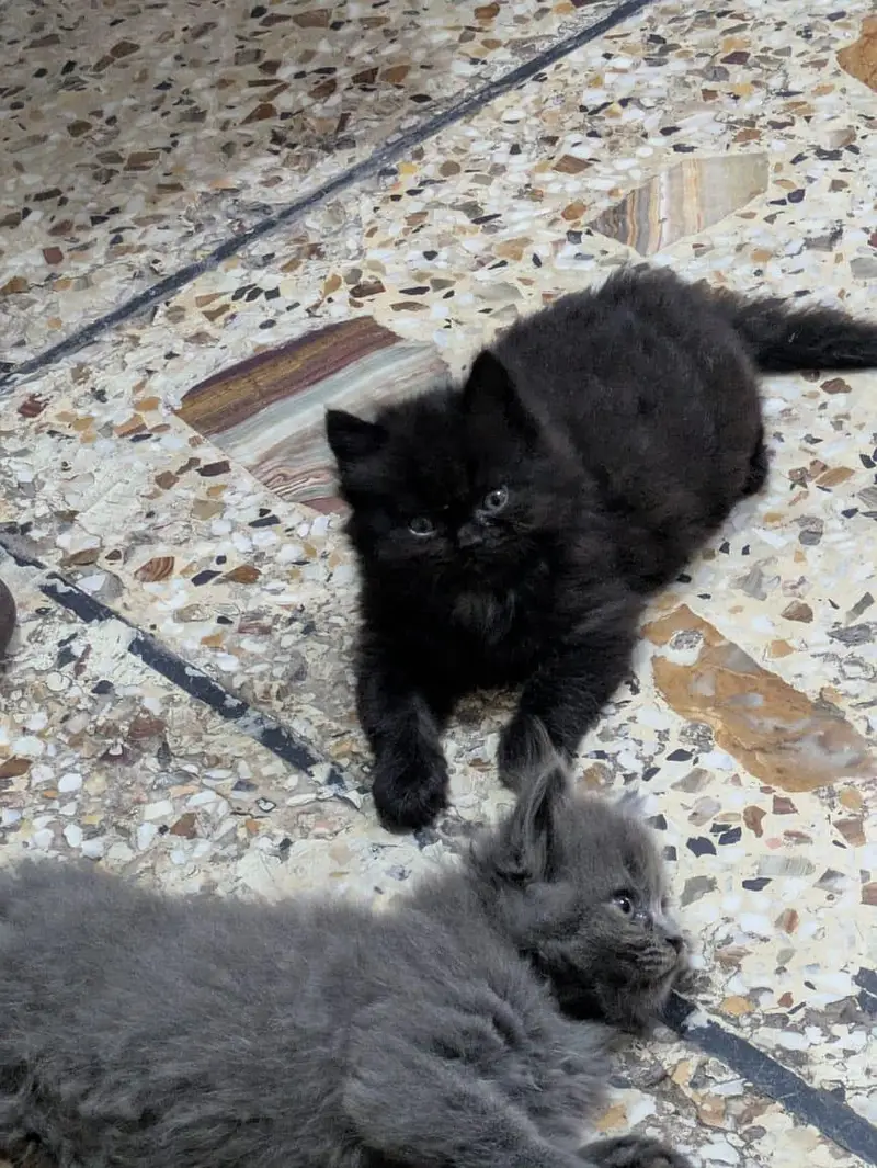 Two Female Persian Cats RS 12000/- Both — photo 4