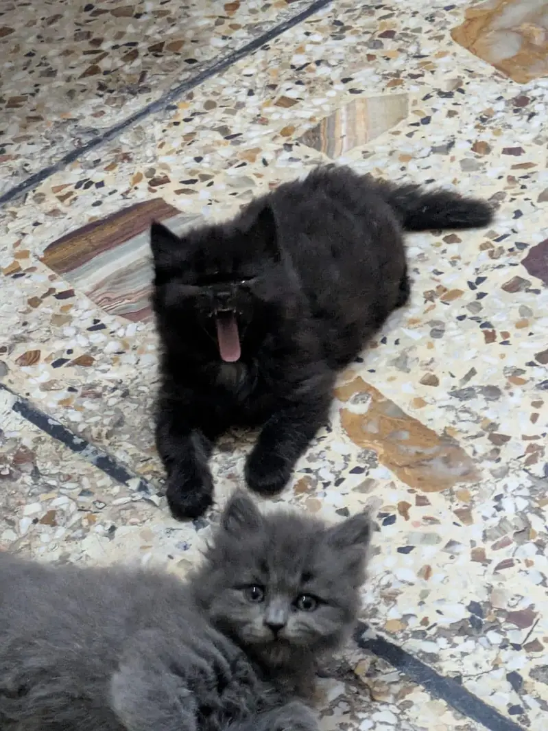 Two Female Persian Cats RS 12000/- Both — photo 5