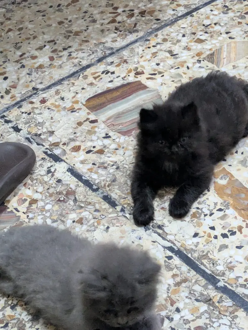 Two Female Persian Cats RS 12000/- Both — photo 6