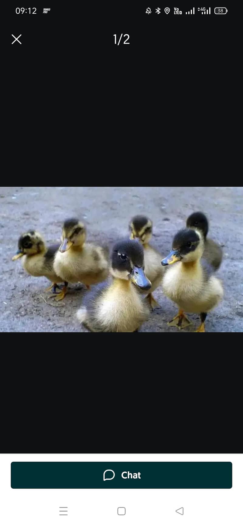 Ducks chicks 0