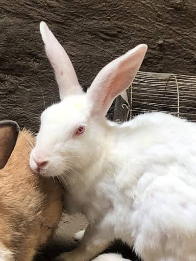 Rabbits for sale