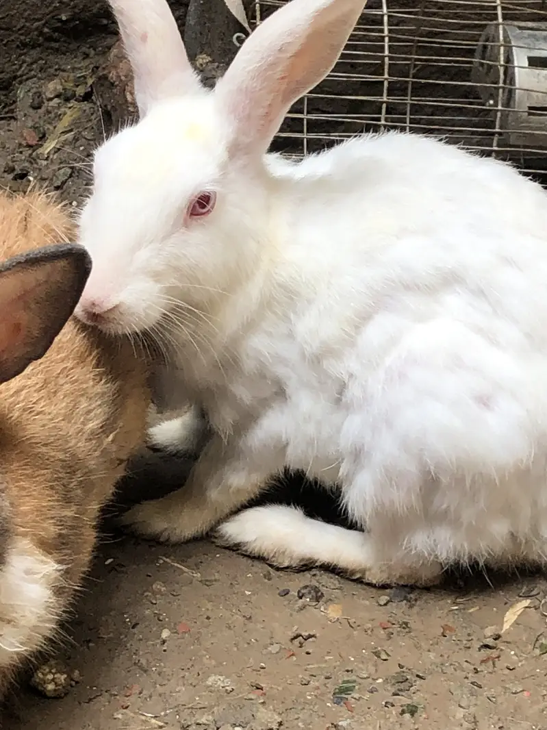 Rabbits for sale — photo 2