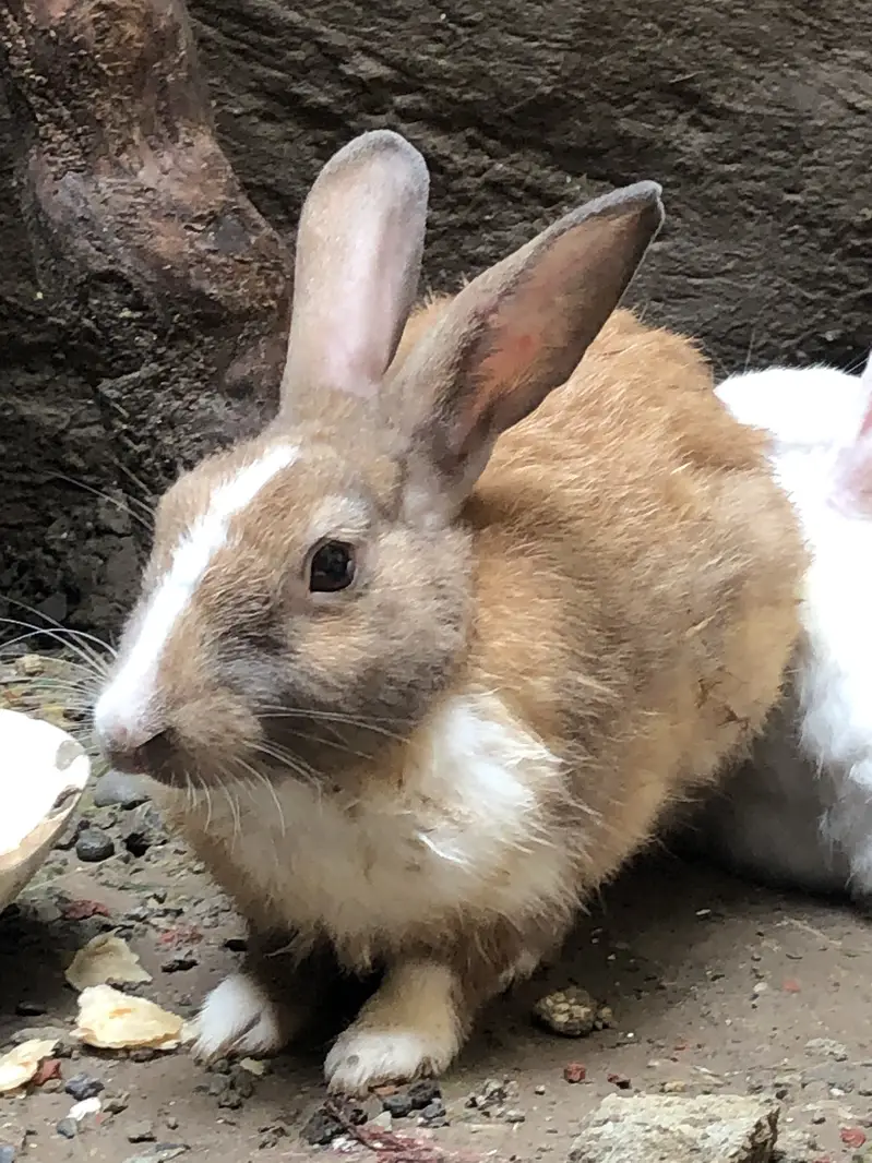 Rabbits for sale — photo 3
