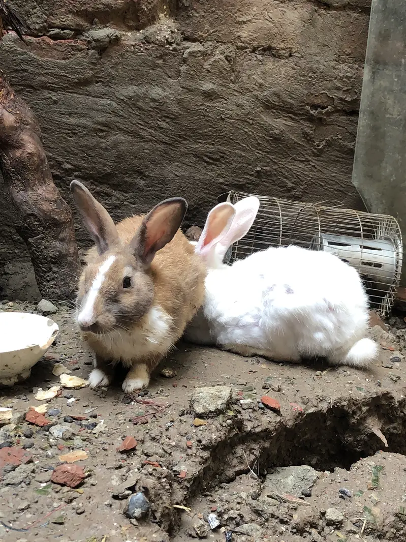 Rabbits for sale — photo 4
