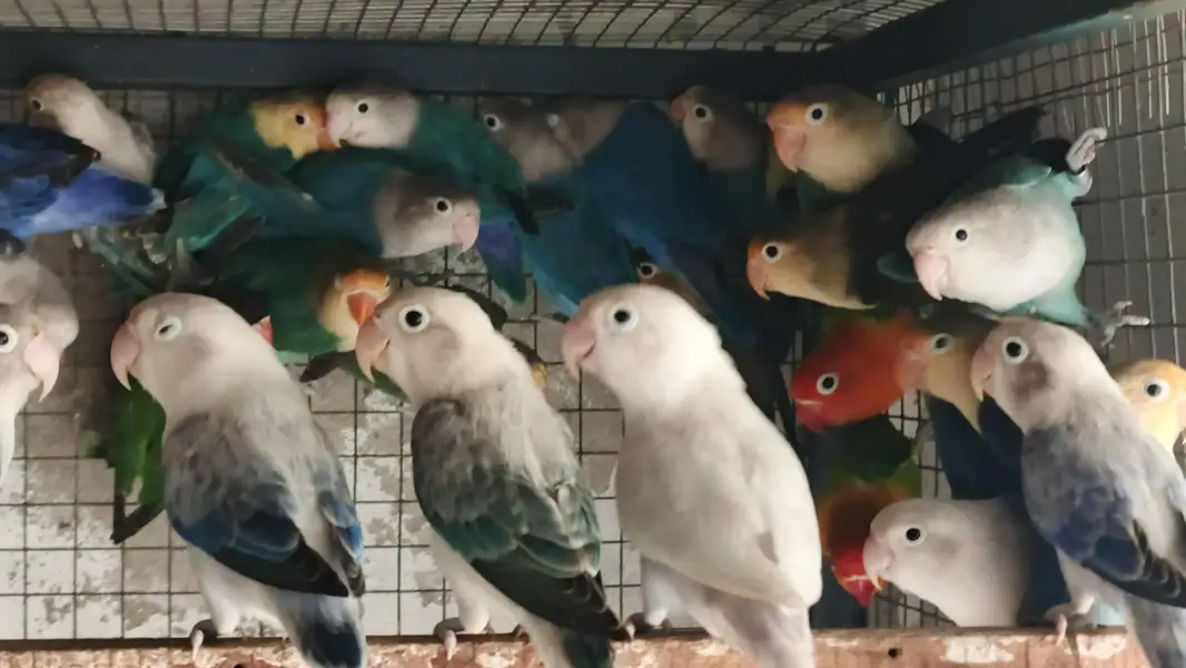 mix love birds fisher breeder pair available hy — photo 2