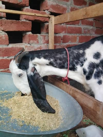 Dasi bakri Mashallha 35 Hight Fresh delivery Male bacha h 03021736825