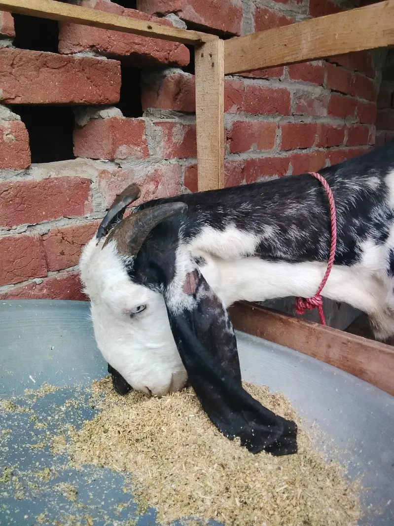 Dasi bakri Mashallha 35 Hight Fresh delivery Male bacha h 03021736825 — photo 2