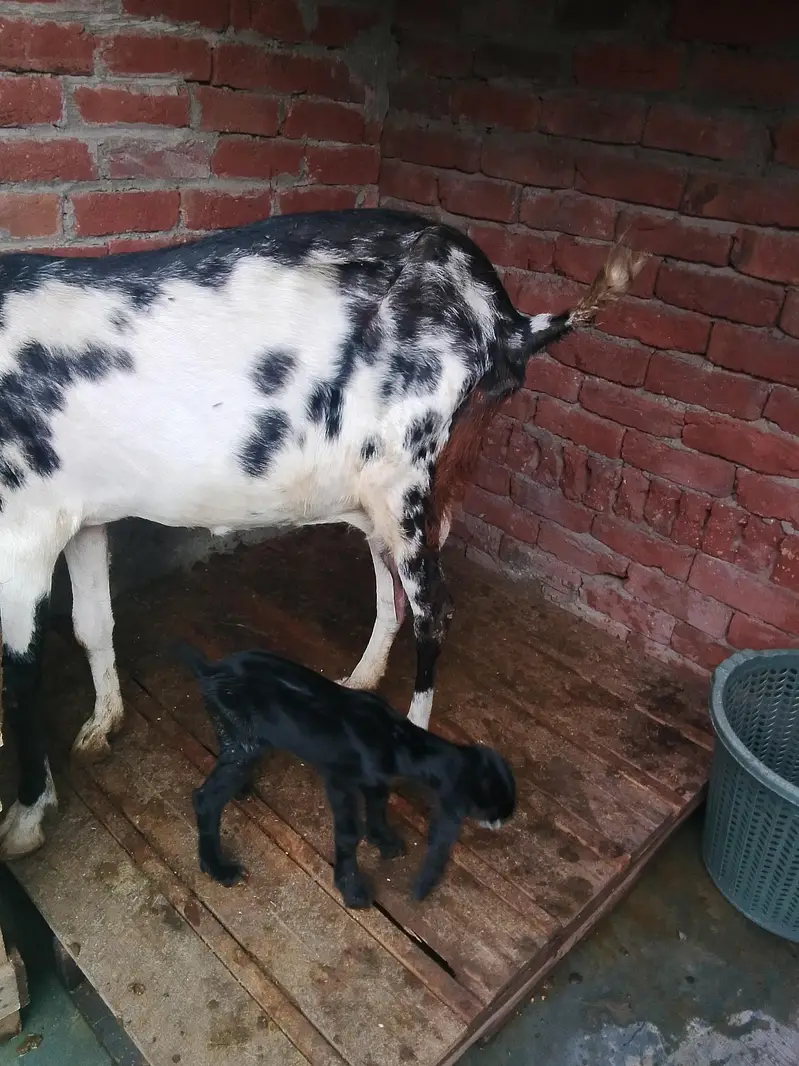 Dasi bakri Mashallha 35 Hight Fresh delivery Male bacha h 03021736825 — photo 3