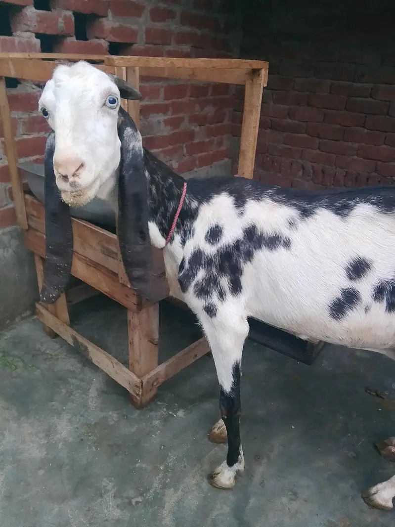 Dasi bakri Mashallha 35 Hight Fresh delivery Male bacha h 03021736825 — photo 4