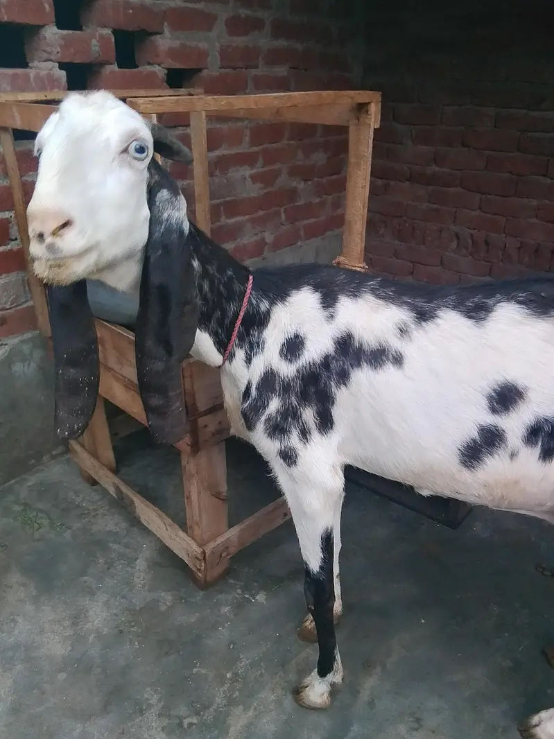 Dasi bakri Mashallha 35 Hight Fresh delivery Male bacha h 03021736825 — photo 5