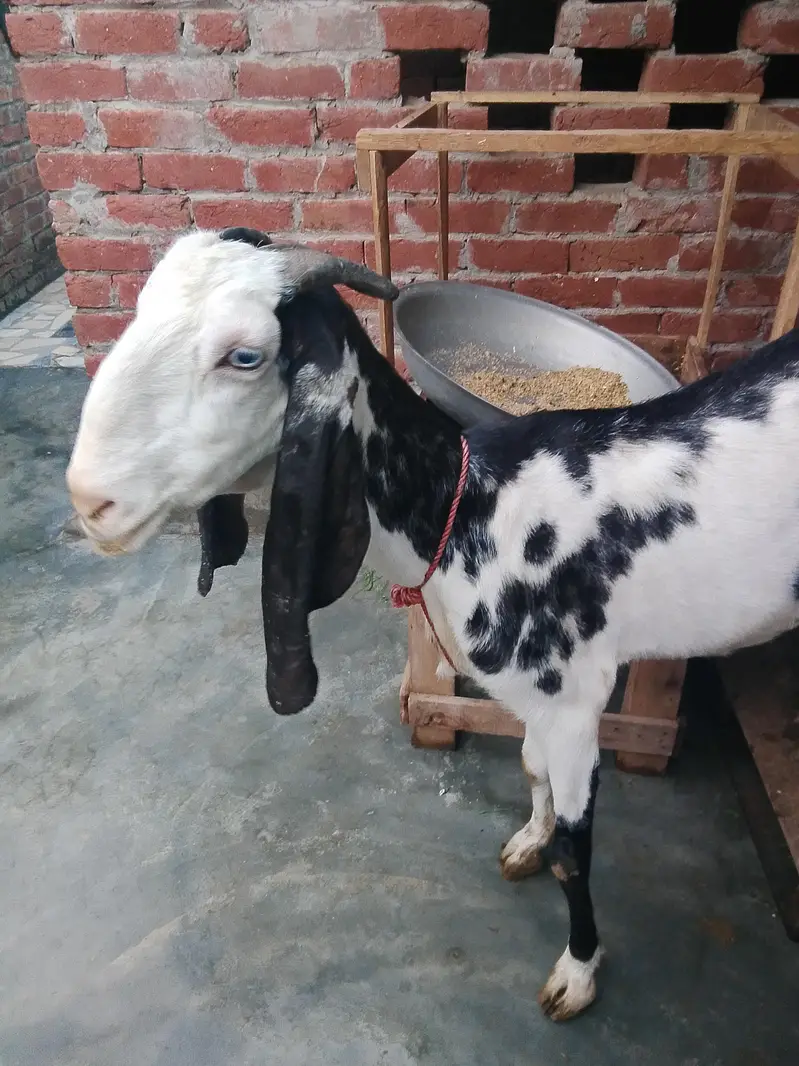 Dasi bakri Mashallha 35 Hight Fresh delivery Male bacha h 03021736825 — photo 6