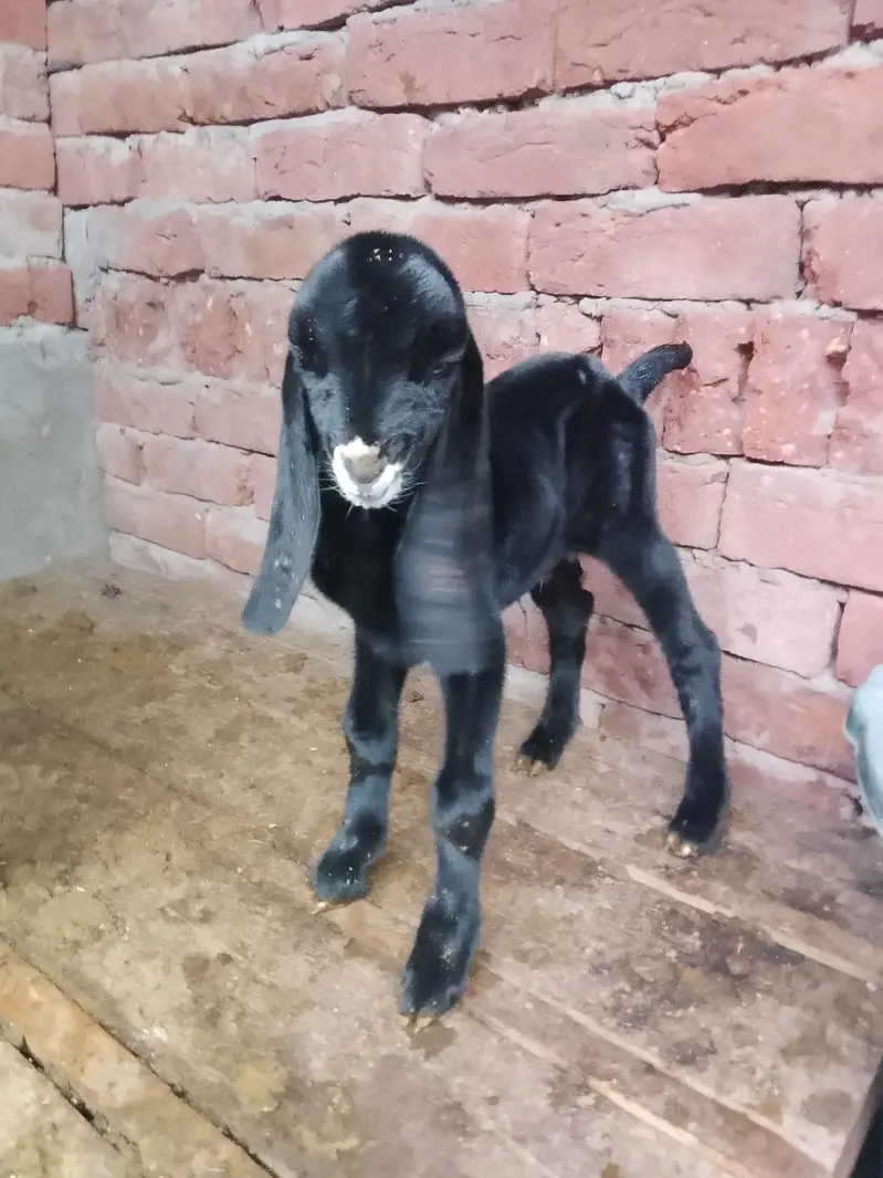 Dasi bakri Mashallha 35 Hight Fresh delivery Male bacha h 03021736825 — photo 7