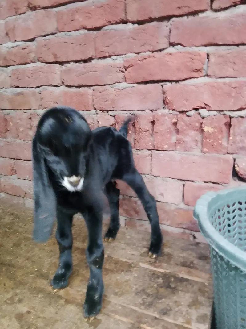 Dasi bakri Mashallha 35 Hight Fresh delivery Male bacha h 03021736825 — photo 8