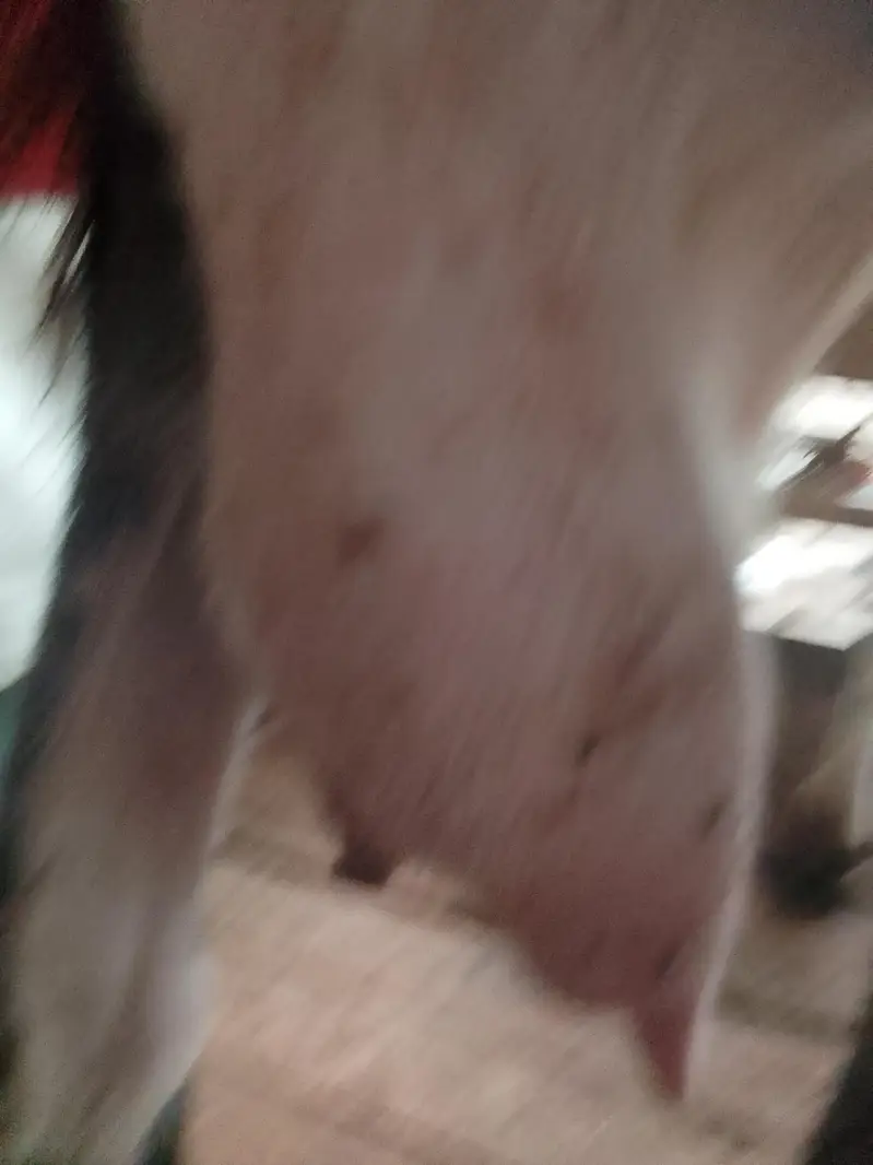 Dasi bakri Mashallha 35 Hight Fresh delivery Male bacha h 03021736825 — photo 9