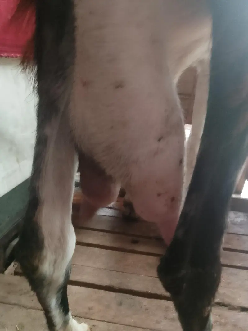 Dasi bakri Mashallha 35 Hight Fresh delivery Male bacha h 03021736825 — photo 10