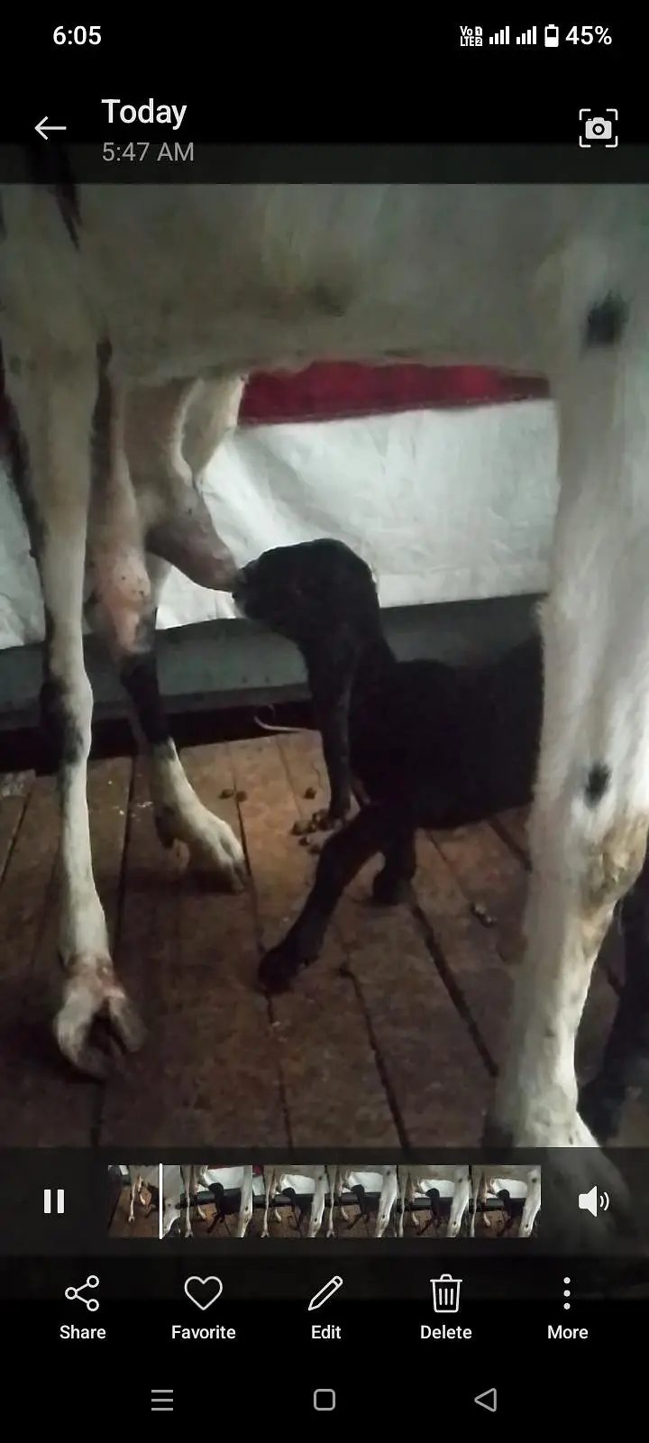 Dasi bakri Mashallha 35 Hight Fresh delivery Male bacha h 03021736825 — photo 11