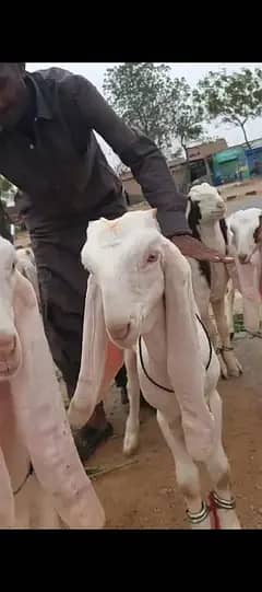 goat for sale | kamori bakry| bakra for sale | healthy active goats