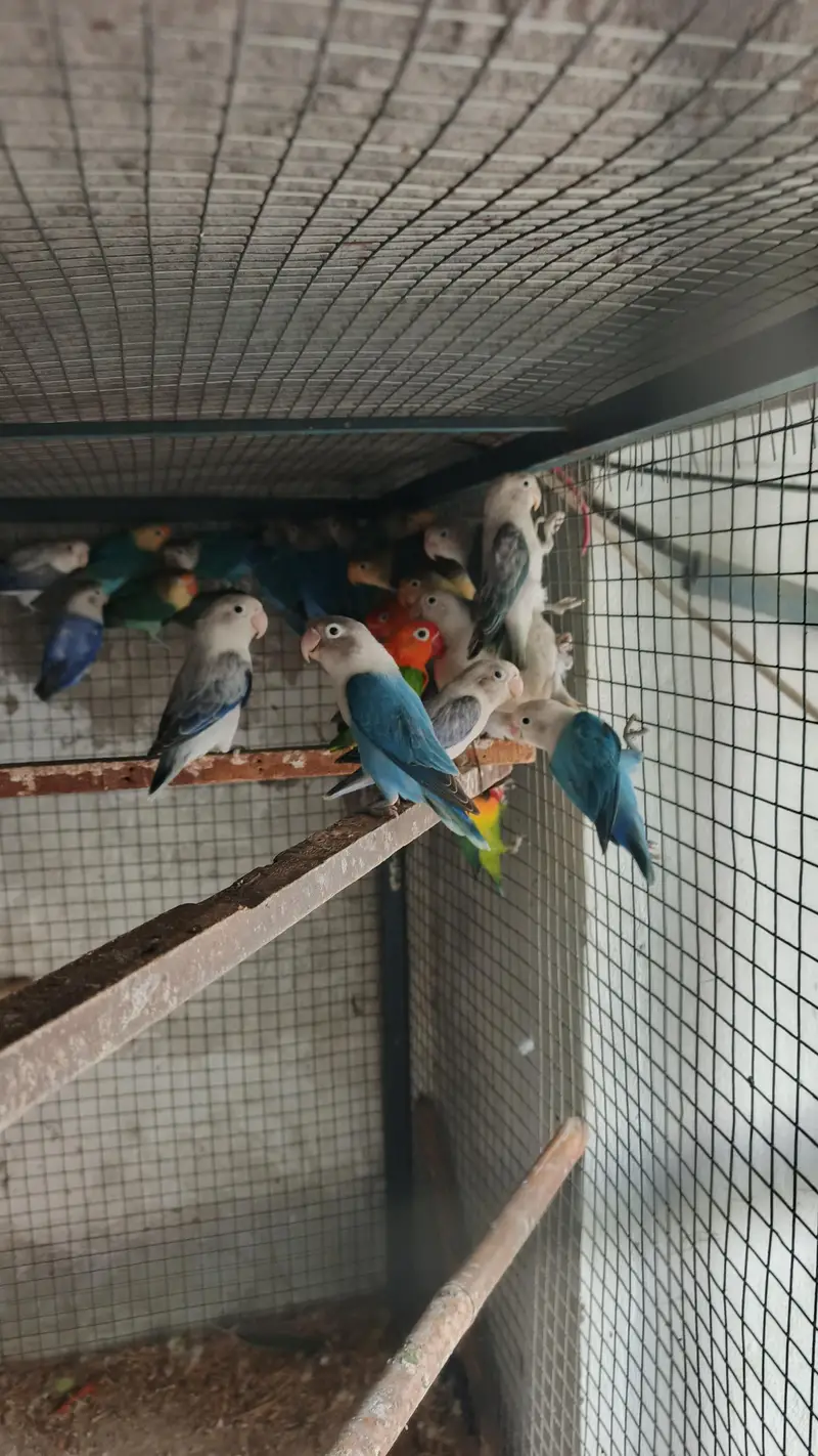 mix love birds fisher breeder pair available hy — photo 3
