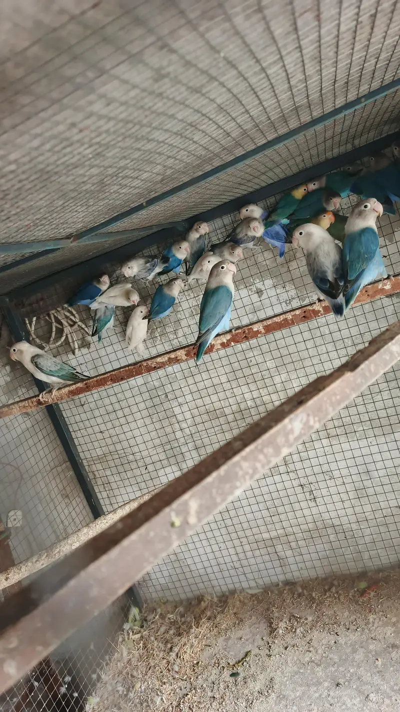 mix love birds fisher breeder pair available hy — photo 5