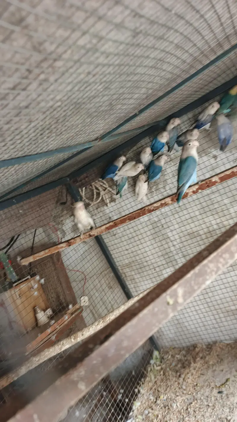 mix love birds fisher breeder pair available hy — photo 6