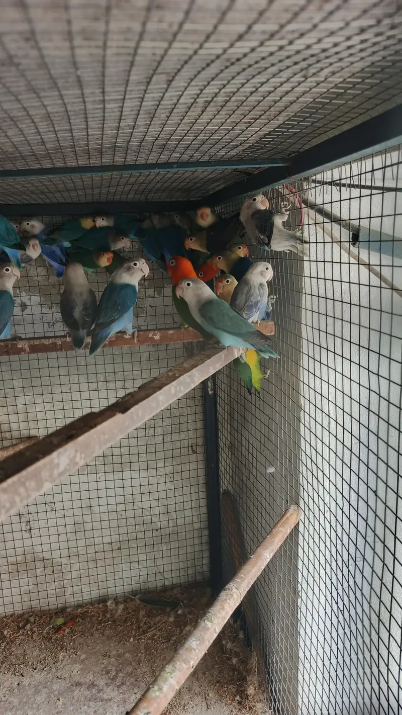 mix love birds fisher breeder pair available hy — photo 8