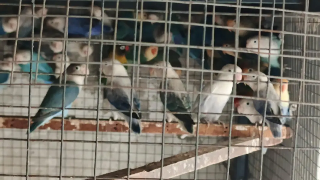 mix love birds fisher breeder pair available hy — photo 10