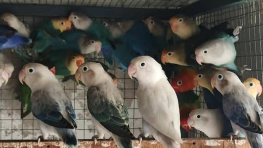 20 piece mix love birds fisher breeder pair for sale Hy