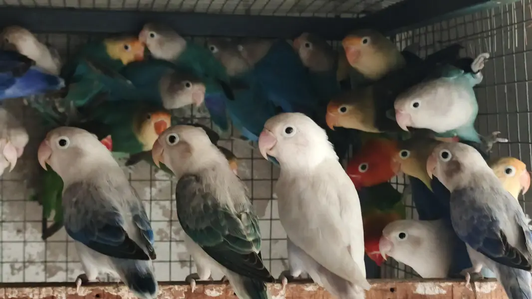 mix love birds fisher breeder pair available hy — photo 12
