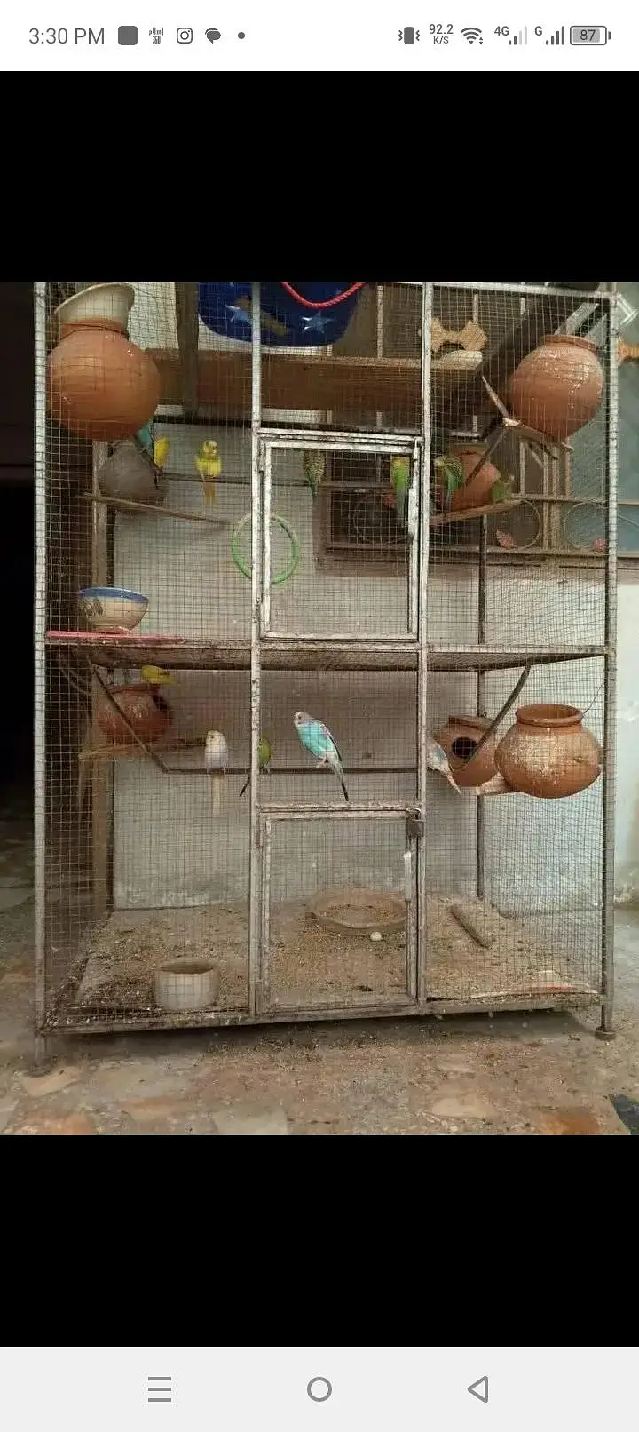 bagries parrots — photo 2