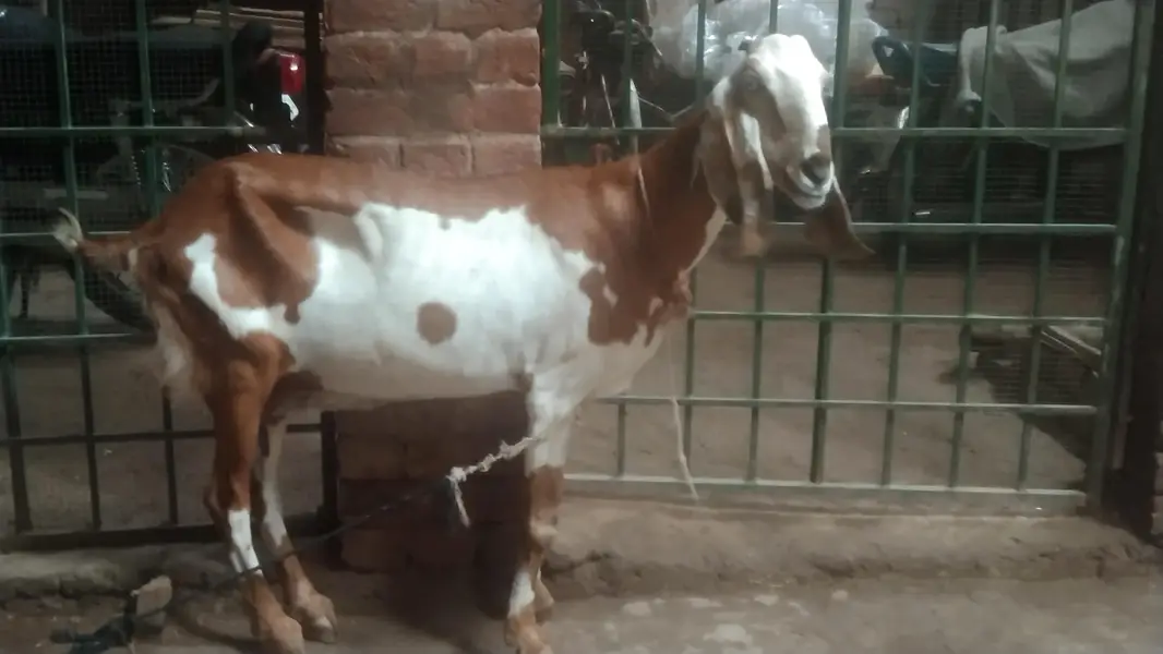 LaL dabi — photo 4