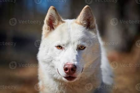 white husky female