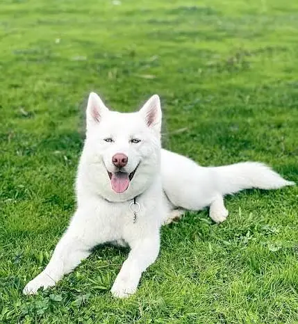 white husky female — photo 2