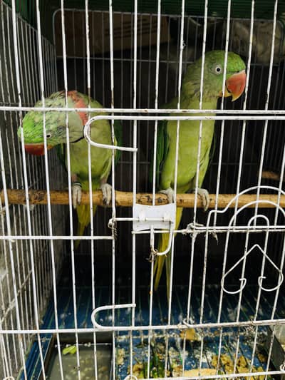 Jumbo Raw Parrot
