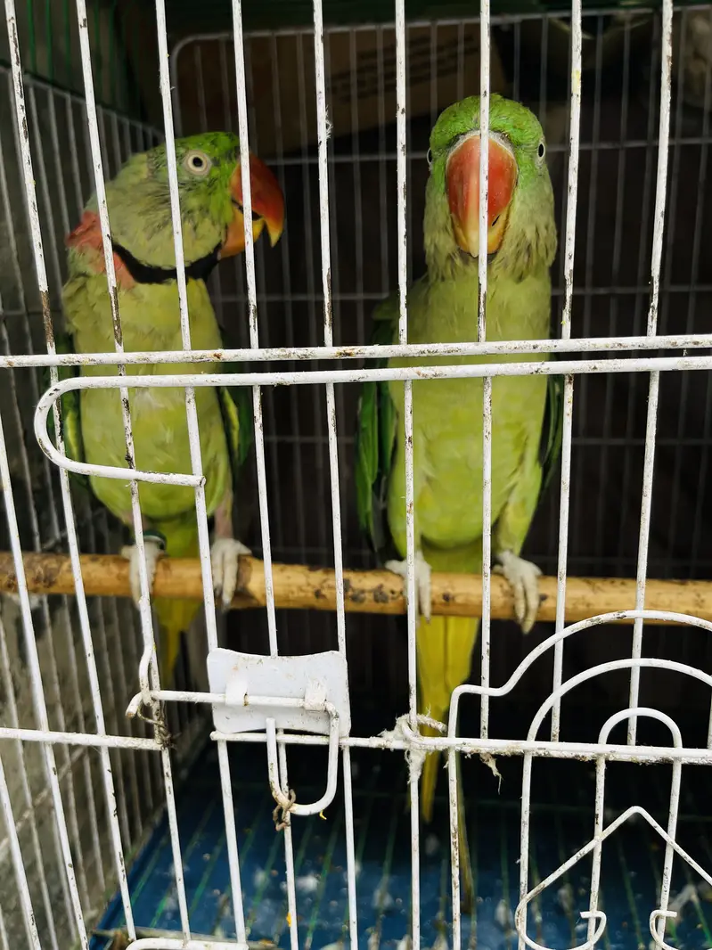 Jumbo Raw Parrot — photo 2